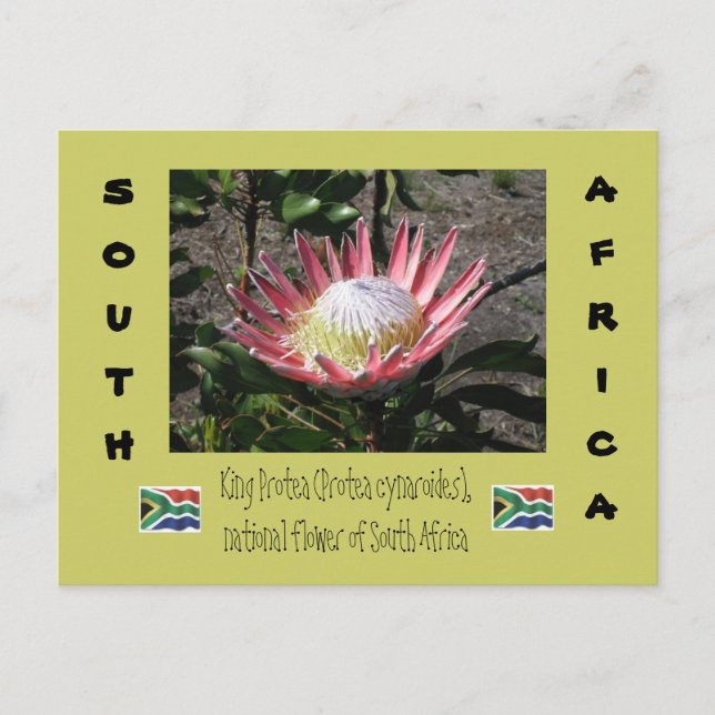 King Protea Postcard (Front)