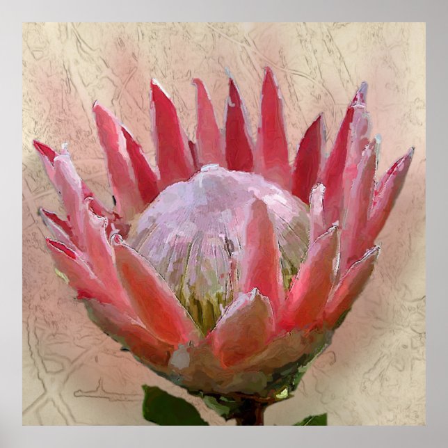 King Protea Poster (Front)