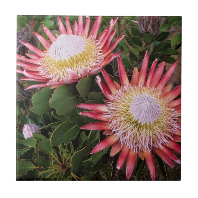 King Protea (Protea Cynaroides), Helderberg Ceramic Tile (Front)