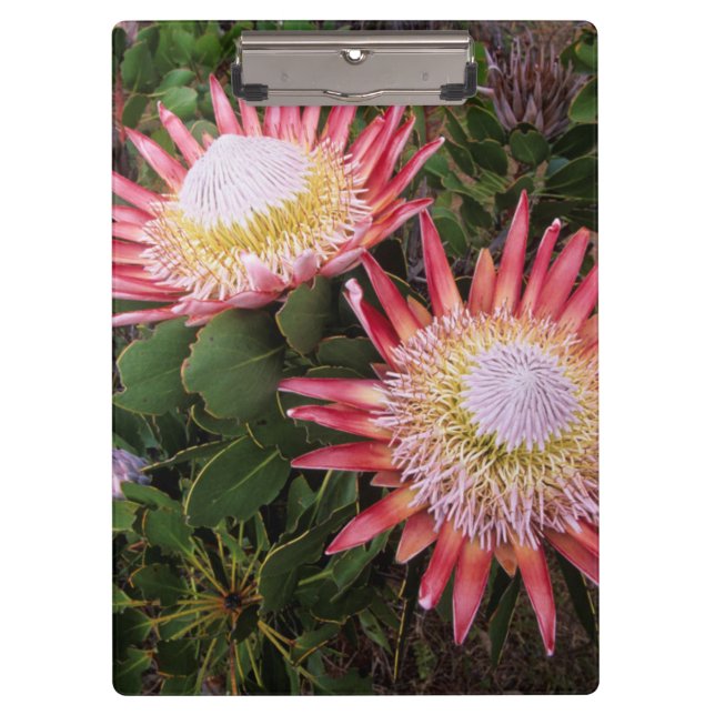 King Protea (Protea Cynaroides), Helderberg Clipboard (Front)