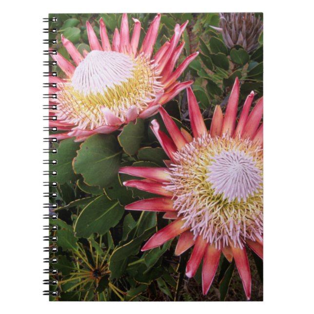 King Protea (Protea Cynaroides), Helderberg Notebook (Front)