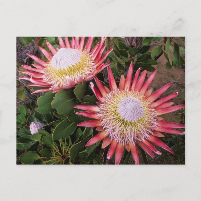 King Protea (Protea Cynaroides), Helderberg Postcard (Front)