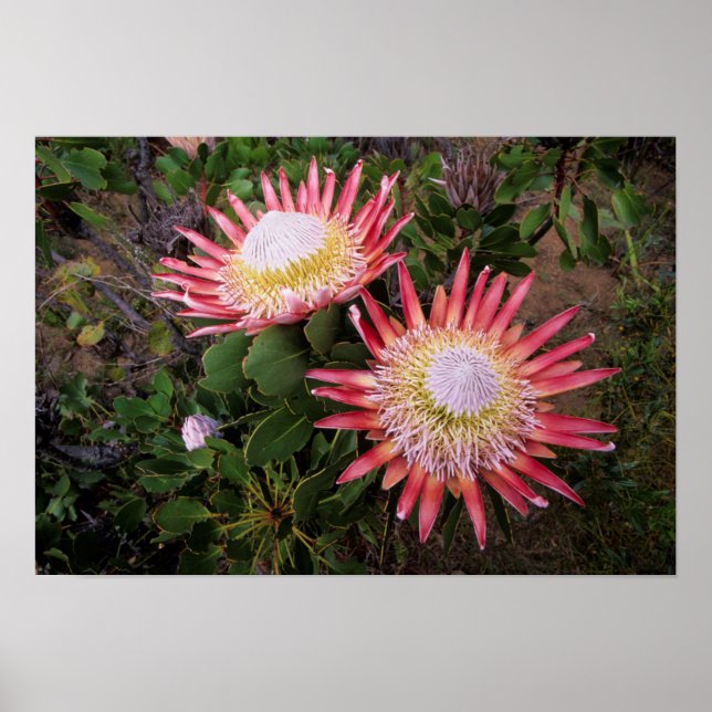 King Protea (Protea Cynaroides), Helderberg Poster (Front)