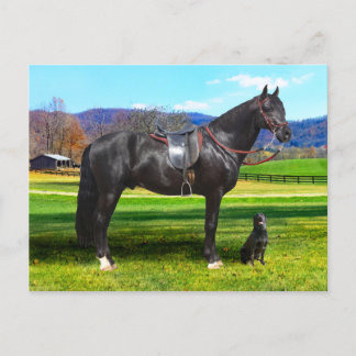"King Richard" Postcard