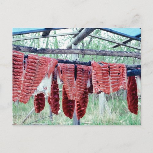 King Salmon Drying on Racks Postcard