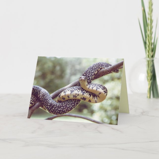 King Snake Card (Front)