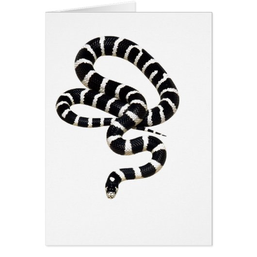 King Snake from Junglewalk.com Cards (Front)