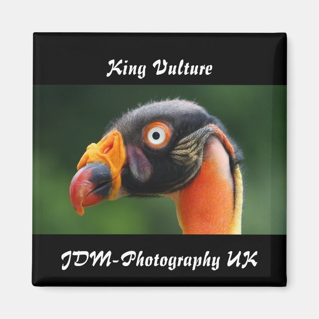 King Vulture Magnet (Front)