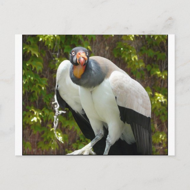 king vulture postcard (Front)