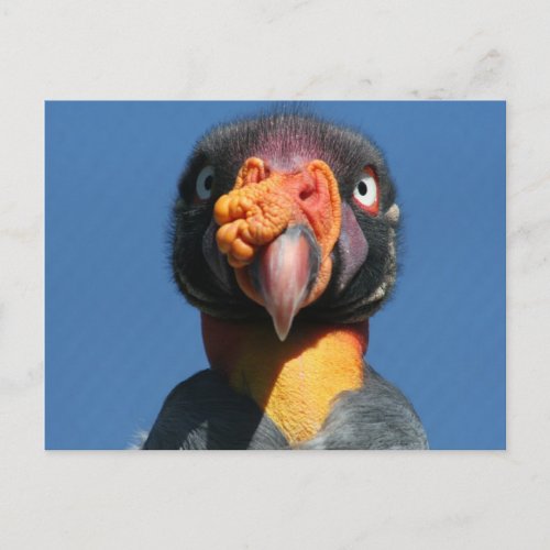 King Vulture Ugly Bird Postcard