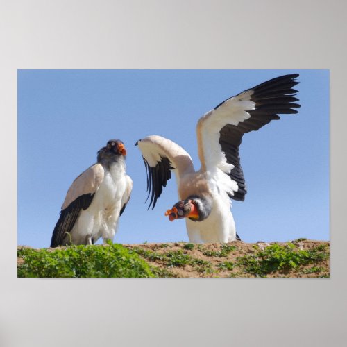 King vultures on cliff poster