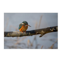 Kingfisher acrylic print