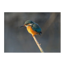 Kingfisher acrylic print