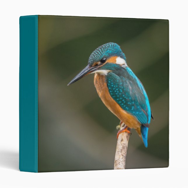 KIngfisher Binder (Front/Spine)