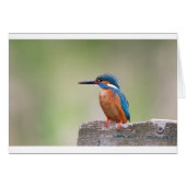 Kingfisher bird. (Front Horizontal)