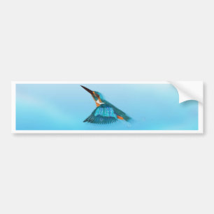 Kingfisher Bird Bumper Sticker