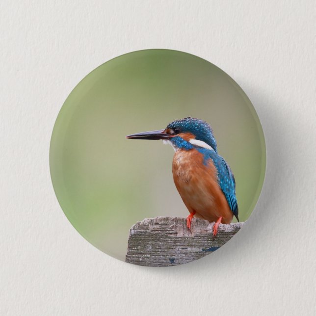 Kingfisher bird. button (Front)