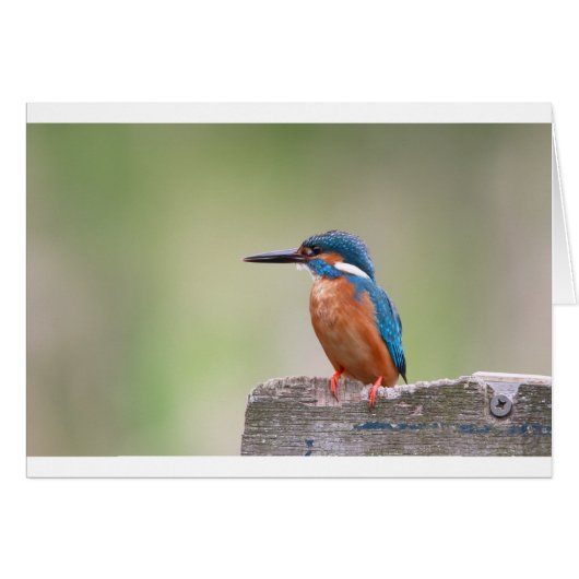 Kingfisher bird. cards (Front Horizontal)