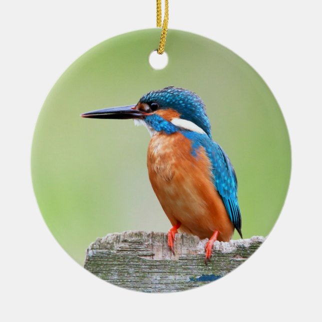Kingfisher bird ceramic ornament (Front)