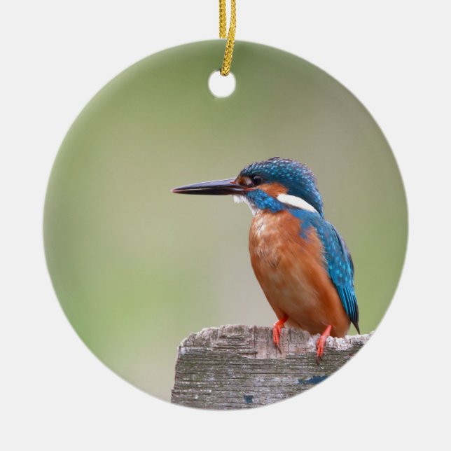 Kingfisher bird. ceramic ornament (Front)