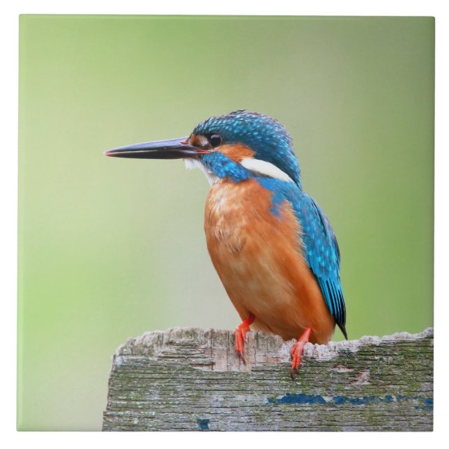 Kingfisher bird ceramic tile (Front)