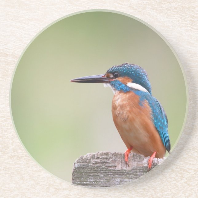 Kingfisher bird. drink coaster (Front)