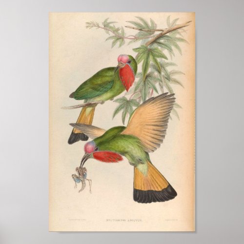 Kingfisher Bird Nyctiornis Amictus Vintage Bird Poster