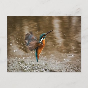 Kingfisher Bird Postcard by LittleLittleDesign at Zazzle