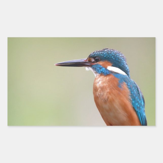 Kingfisher bird. rectangular sticker (Front)