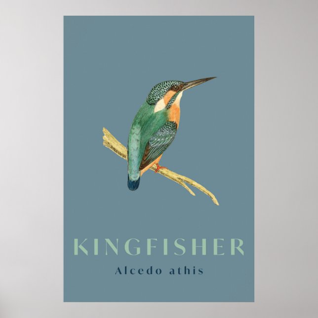 Kingfisher bird vintage  Poster (Front)