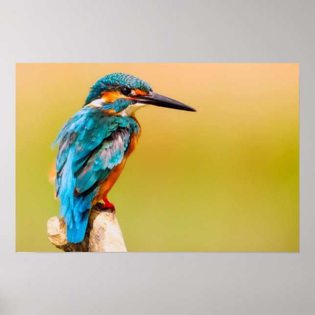 Kingfisher Bird Wildlife Closeup Photograph Poster (Front)
