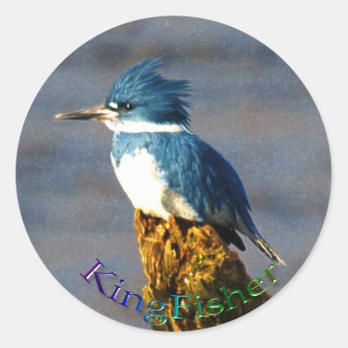 Kingfisher Bird Wildlife Sticker