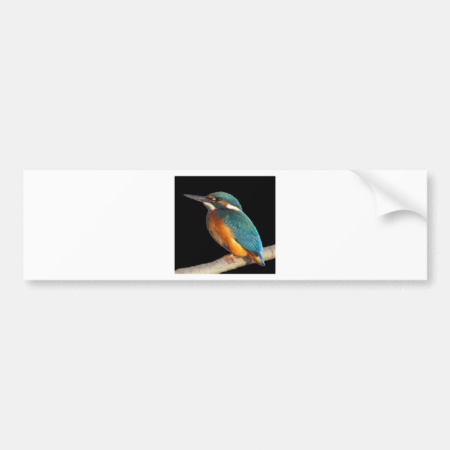"Kingfisher" Bumper Sticker (Front)