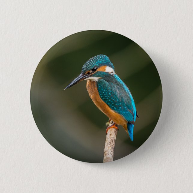 Kingfisher Button (Front)