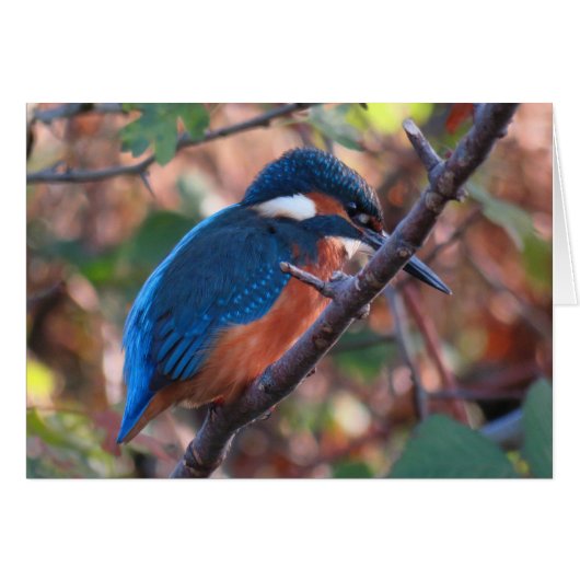 Kingfisher Cards (Front Horizontal)