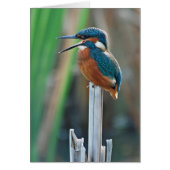 Kingfisher Cards (Front)
