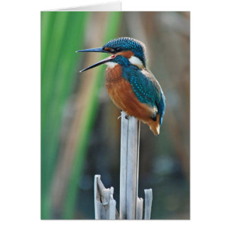 Kingfisher Cards