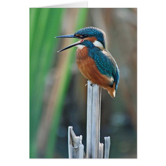 Kingfisher Cards (Front)