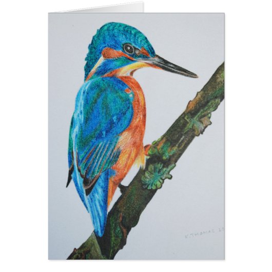 Kingfisher Cards (Front)