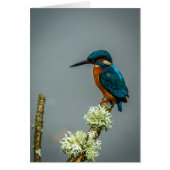Kingfisher Cards (Front)