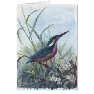 kingfisher cards