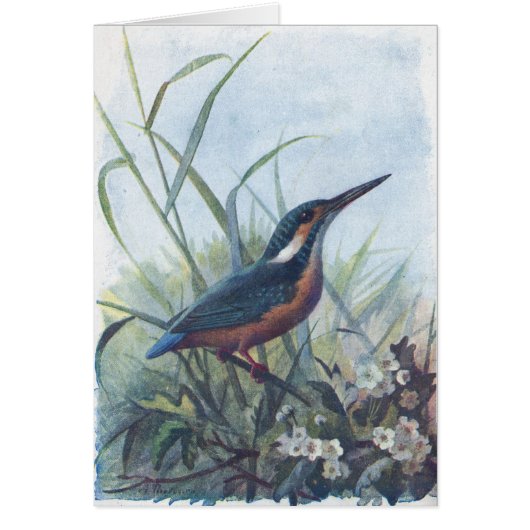 kingfisher cards (Front)