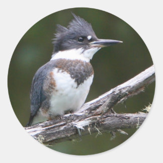 kingfisher classic round sticker