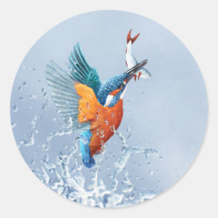 Kingfisher flying out of the water classic round sticker