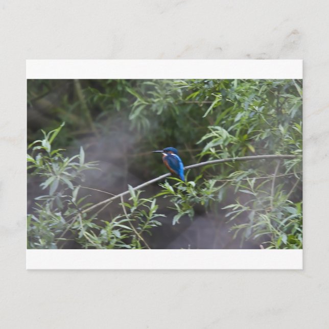 kingfisher.jpg postcard (Front)