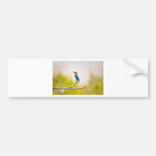 Kingfisher Nature Bumper Sticker