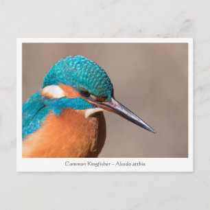 Kingfisher Nature Photo Postcard