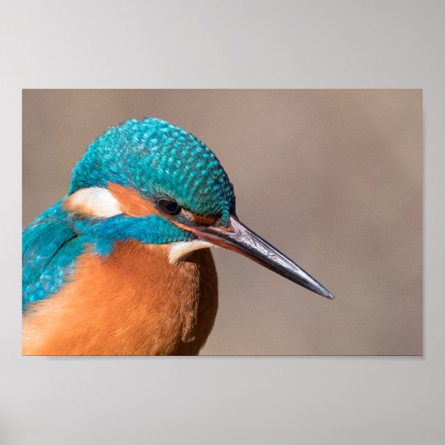 Kingfisher Nature Photo Poster (Front)