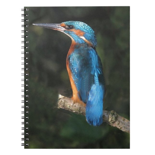 Kingfisher Notebook (Front)