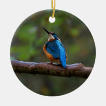 Kingfisher on a branch